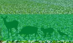 鳥獣(イノシシ・鹿)被害対策