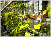 植栽や塀で見通しが悪くなっていないか