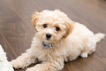 犬だけで留守番できる時間の目安