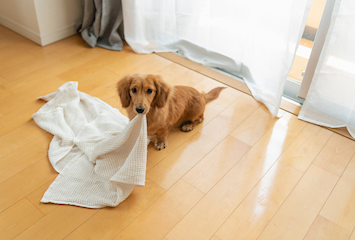 犬の留守番中に起こりやすい問題
