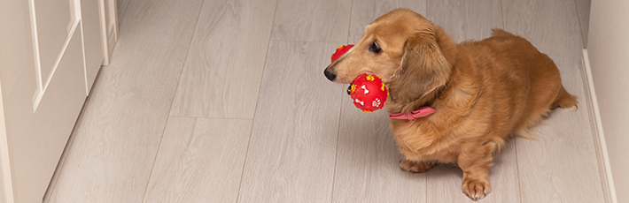 愛犬の留守番は何時間まで大丈夫？不安にさせない対策やトレーニング方法を紹介