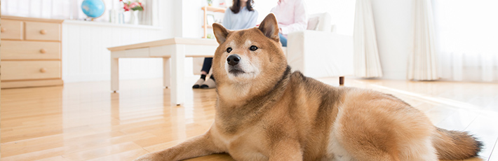 番犬に防犯効果はある？空き巣対策におすすめの犬種