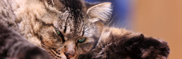 猫の留守番にペットカメラを利用しよう！おすすめの機能や選び方を解説
